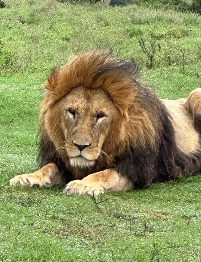 Safari into Schotia Half Day Tour - Food Included: What You Get and Why It’s Actually Good Value