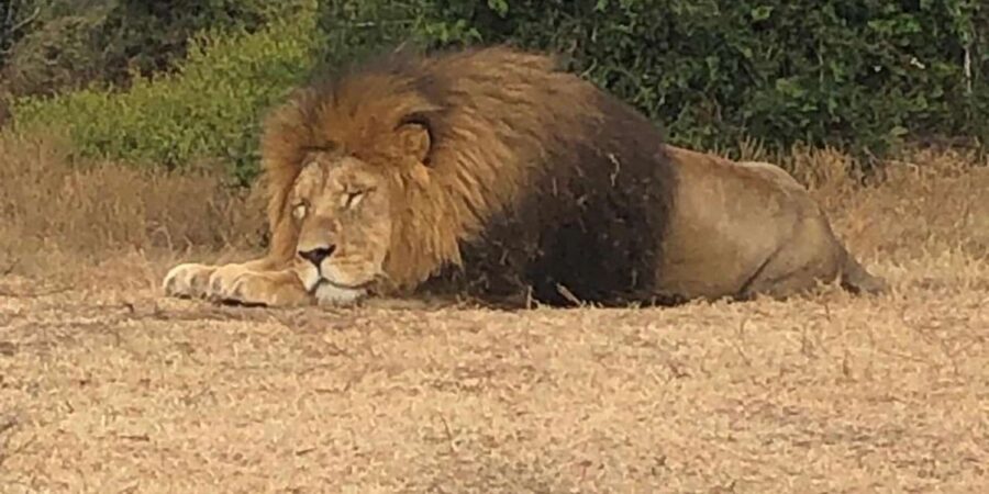 Safari into Schotia Half Day Tour - What to Bring (and What to Leave Behind)