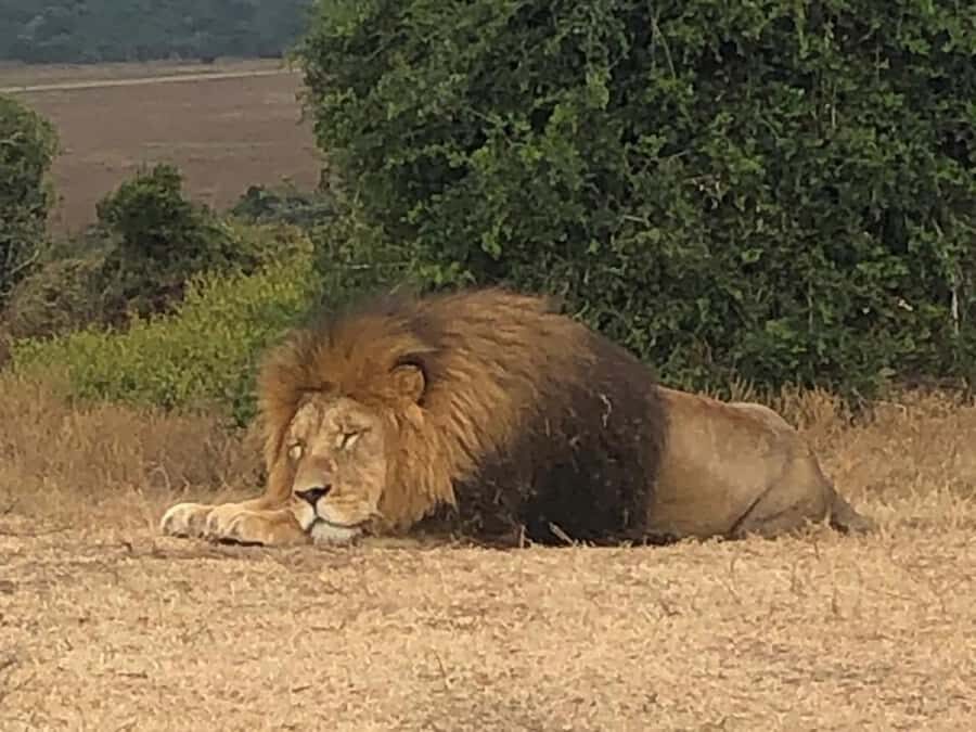 Safari into Schotia Half Day Tour - Who This Safari Fits Best