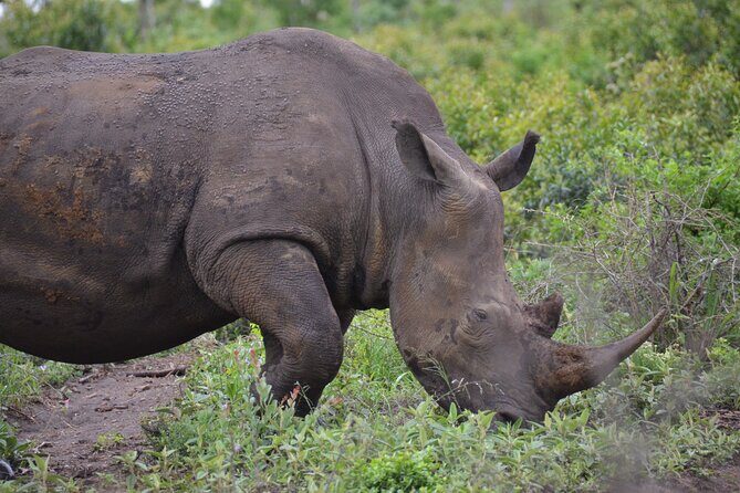 Safari & PheZulu Village Day Tour from Durban - Entering the parks on Durban time