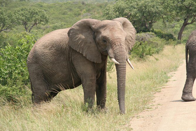 Safari & PheZulu Village Day Tour from Durban - Phezulu Safari Park: Zulu village culture and the reptile park