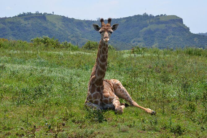 Safari & PheZulu Village Day Tour from Durban - The morning run: 7:30 a.m. pickup to Natal Lion Park