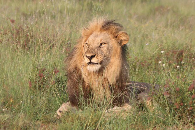 Safari Pilanesberg Nature Reserve & Monkey Sanctuary - Key Things I’d Watch For