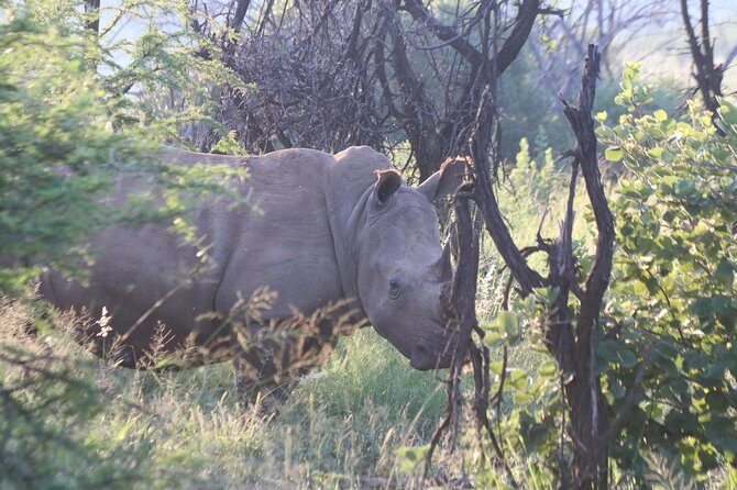 Safari Pilanesberg Nature Reserve & Monkey Sanctuary - First Light Pickup Into Pilanesberg