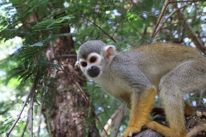 Safari Pilanesberg Nature Reserve & Monkey Sanctuary - Photos, Dropbox, and Comfort That Actually Helps