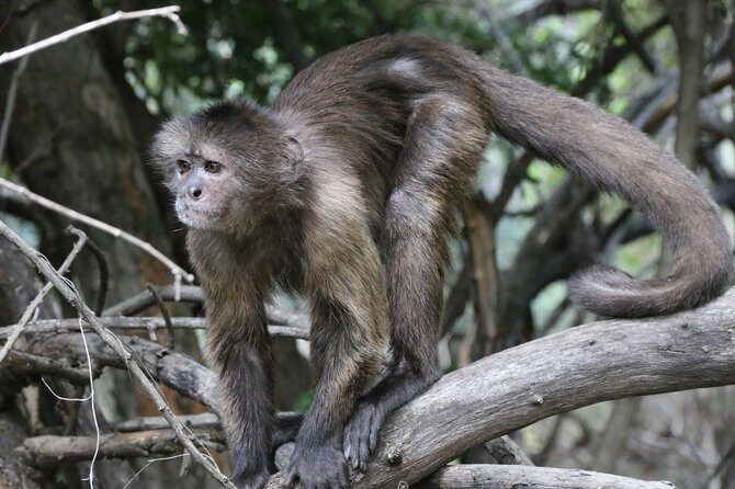 Safari Pilanesberg Nature Reserve & Monkey Sanctuary - Who This Tour Suits Best