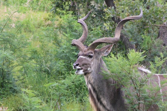 Safari Pilanesberg Nature Reserve & Monkey Sanctuary - Big Five Game Drive: Where the Day Gets Real