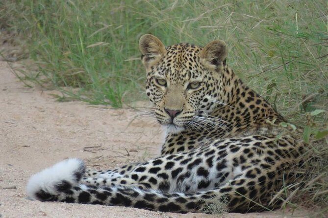 Safaris in Kruger National Park Full Day - Kruger National Park, but paced for real sightings