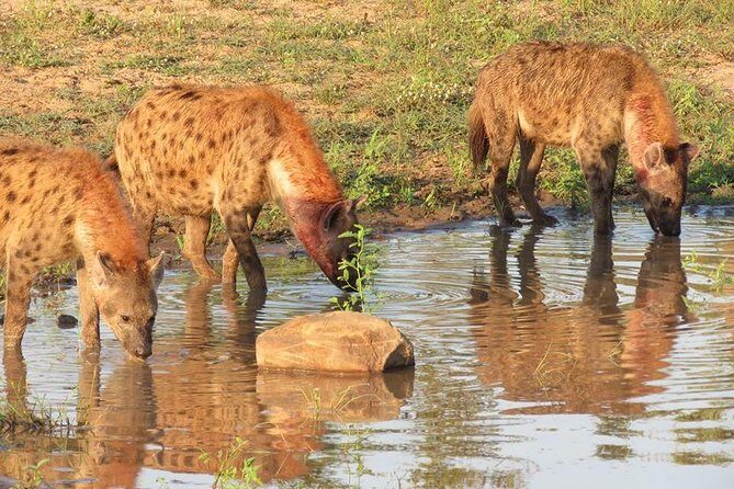 Safaris in Kruger National Park Full Day - Price and value: $89.34 is the start, not the finish
