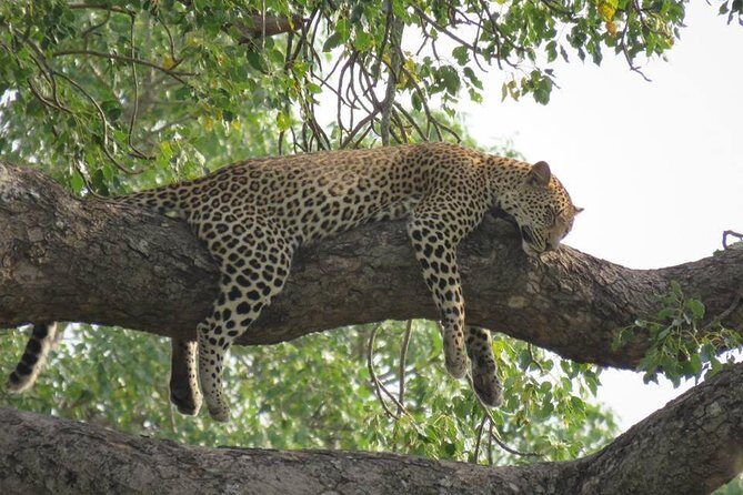 Safaris in Kruger National Park Full Day - Transfers, timing, and the “early morning” reality