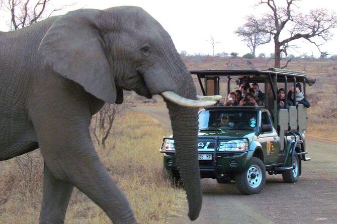 Safaris in Kruger National Park Full Day - Shared group vs private upgrade: when to pay for more control