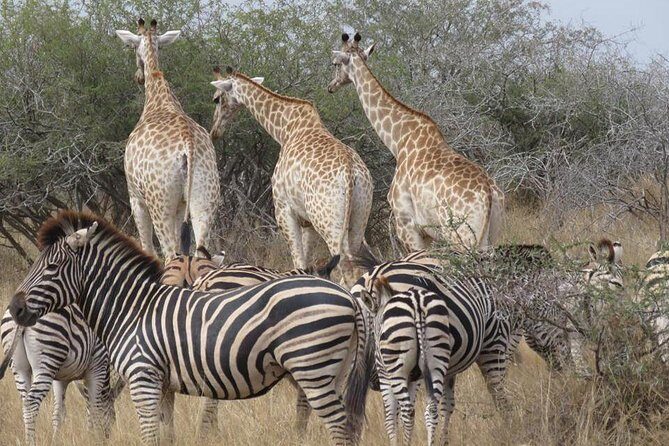 Safaris in Kruger National Park Full Day - What you should bring (because meals are on you)