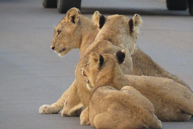 Safaris in Kruger National Park Full Day - How the guide hunt works (and why it’s worth your trust)