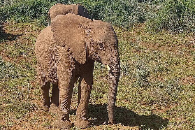 Schotia Big 5 Safari Port Elizabeth (optional accommodation) - Entering Schotia from Port Elizabeth: why this day trip works