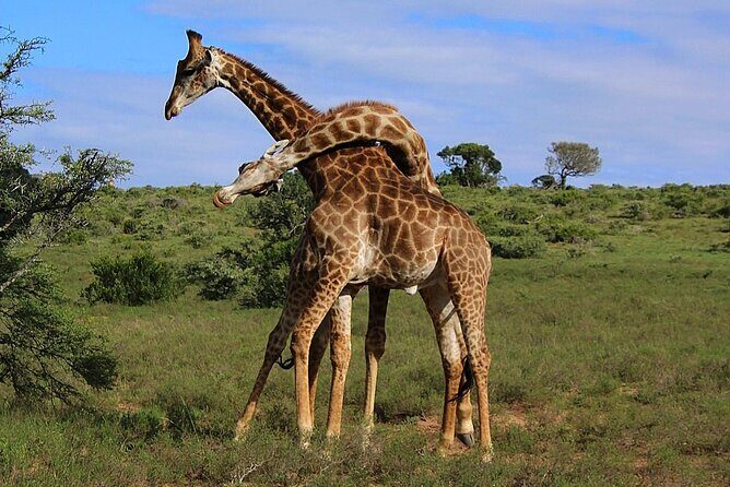 Schotia Big 5 Safari Port Elizabeth (optional accommodation) - Lunch or dinner at the central lapa: what makes the meal feel special