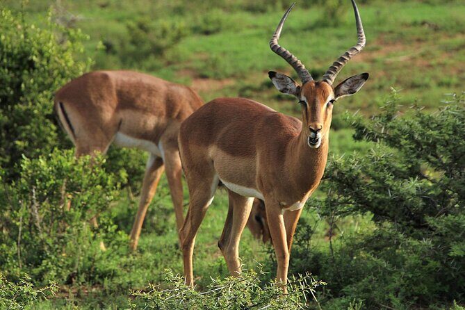 Schotia Big 5 Safari Port Elizabeth (optional accommodation) - Drinks, transport, and what’s actually included