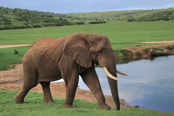 Schotia Big 5 Safari Port Elizabeth (optional accommodation) - Guides matter: the difference between seeing and understanding