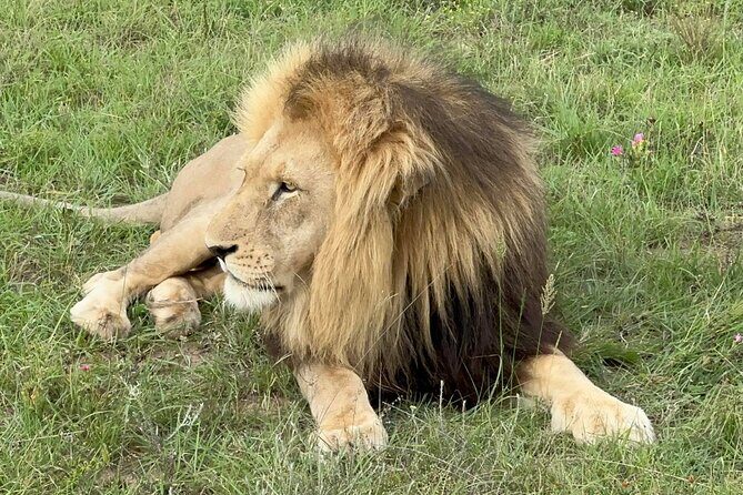 Schotia Big 5 Safari Port Elizabeth (optional accommodation) - Weather, sightings, and how to keep your odds high