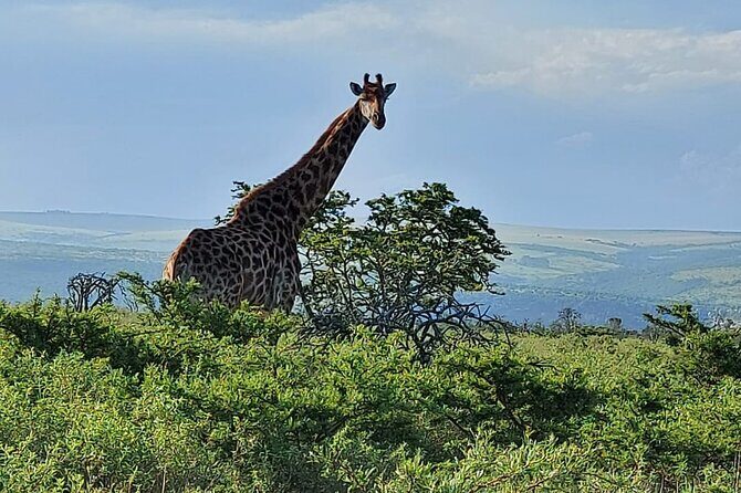 Schotia Big 5 Safari Port Elizabeth (optional accommodation) - What you’re likely to see: Big Five energy plus everyday wonders