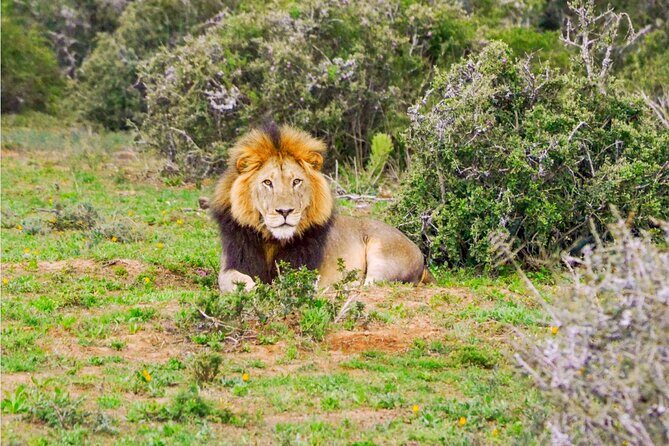 Schotia Game Reserve Tour with Port Pickup, Next to Addo Park - Schotia Next to Addo: The Big-5 Safari You Can Do in One Day