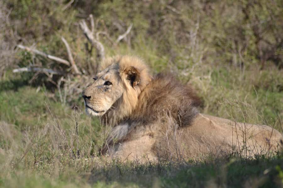 Schotia: Open Safari Jeep - Full Day Safari with Lunch - Key things that make this safari worth your time
