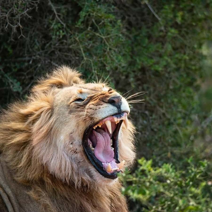 Schotia: Open Safari Jeep - Full Day Safari with Lunch - What’s Included (and why it changes your day)