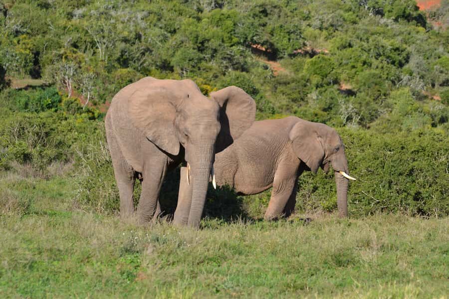 Schotia: Open Safari Jeep - Full Day Safari with Lunch - The Price: $196 Per Person and What You’re Actually Paying For