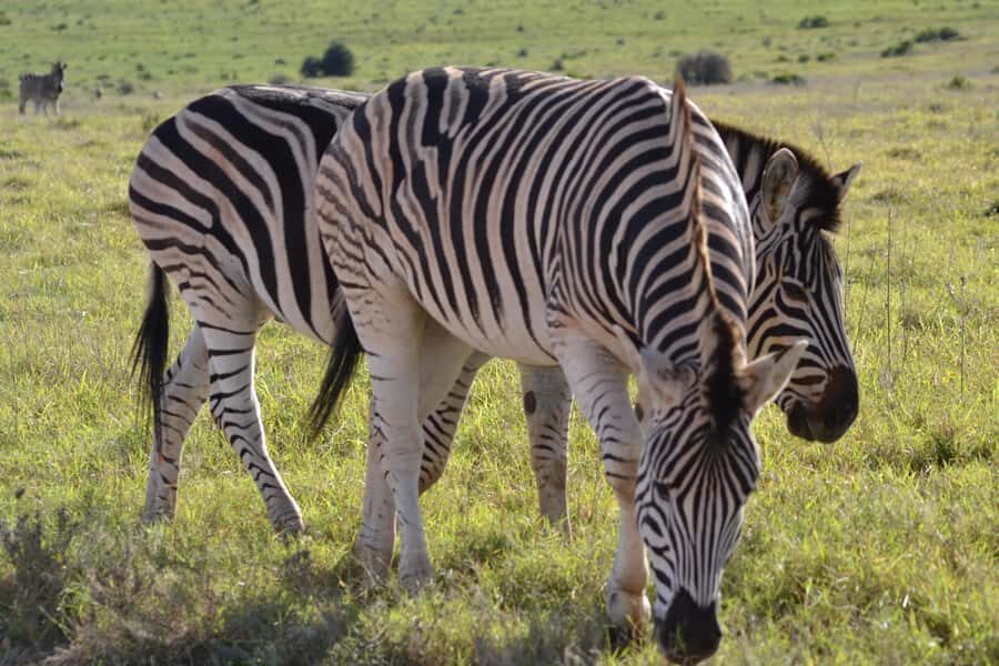 Schotia: Open Safari Jeep - Full Day Safari with Lunch - Who This Safari Suits Best (and who should skip it)
