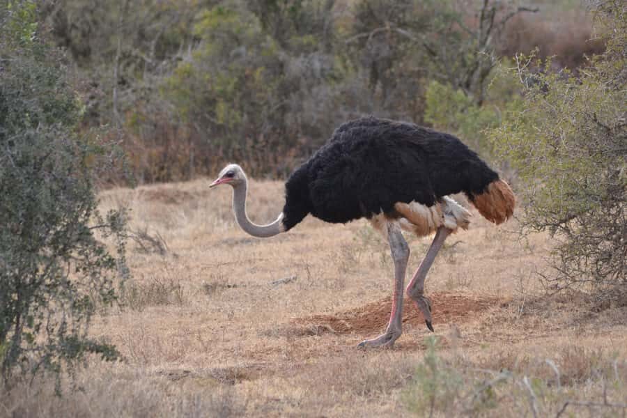 Schotia: Open Safari Jeep - Full Day Safari with Lunch - Quick Practical Tips Before You Go