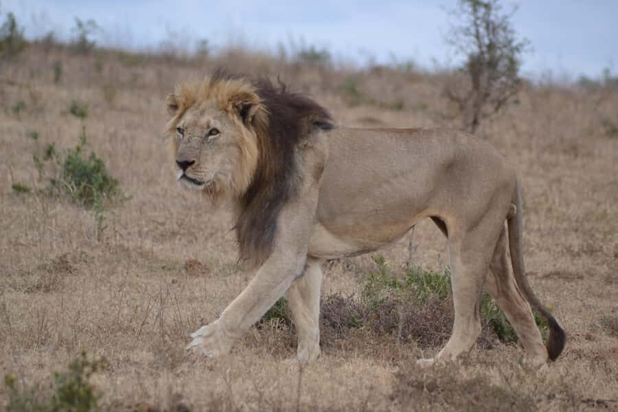Schotia: Open Safari Jeep - Full Day Safari with Lunch - Should You Book Schotia’s Open Safari Jeep Full Day Safari?
