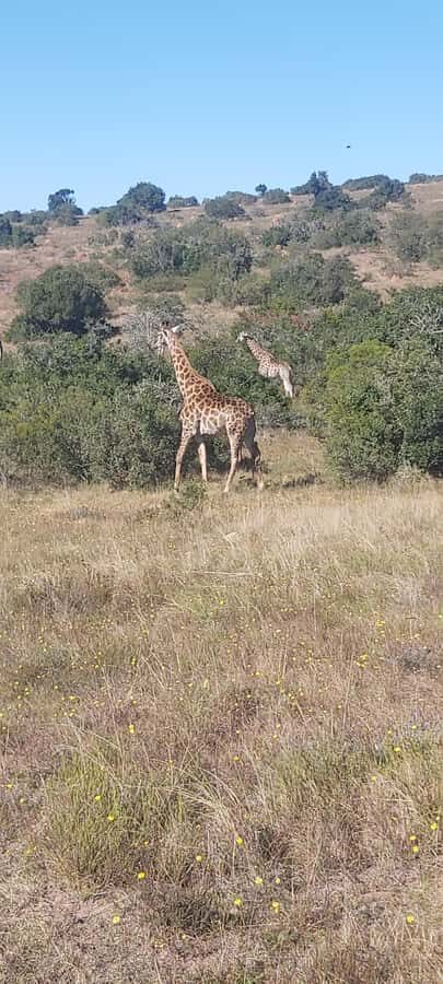 Schotia: Open Safari Jeep - Full Day Safari with Lunch - FAQ