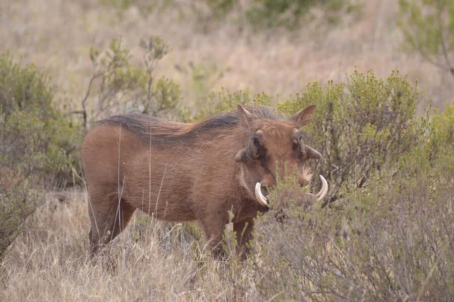 Schotia: Open Safari Jeep - Full Day Safari with Lunch - The Full-Day Schedule, Broken Down in Plain English