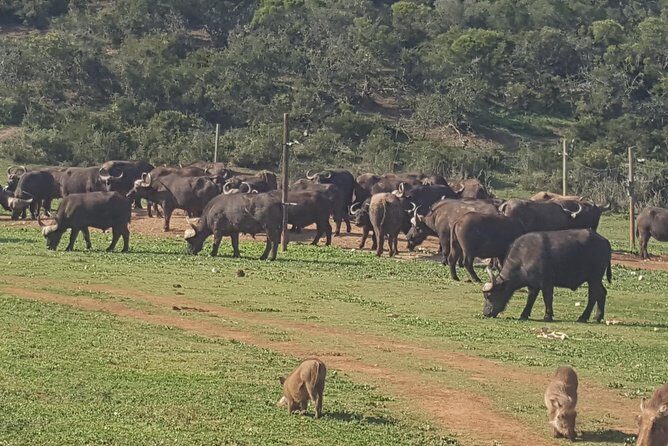 Schotia open vehicle safari game drive maximum 10 pax - Key Highlights You’ll Feel From The Start