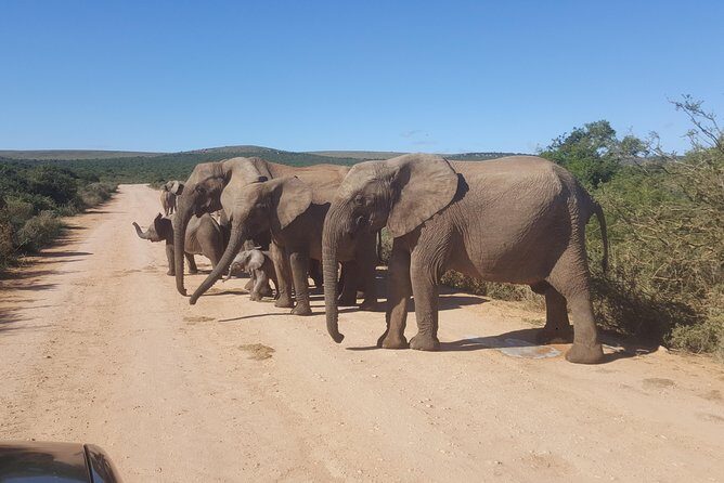 Schotia open vehicle safari game drive maximum 10 pax - Schotia Tooth And Claw: What “Big 5 Encounters” Looks Like In Real Time