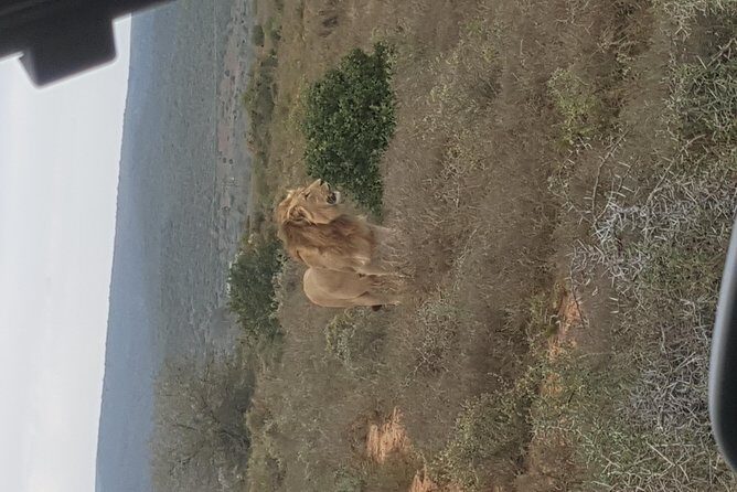Schotia open vehicle safari game drive maximum 10 pax - The Night Game Drive Payoff: Hyenas, Aardvark, And The Shy Rhino Chance