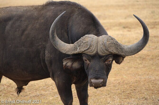 Schotia open vehicle safari game drive maximum 10 pax - Price and Value: Is $198.71 A Fair Deal?