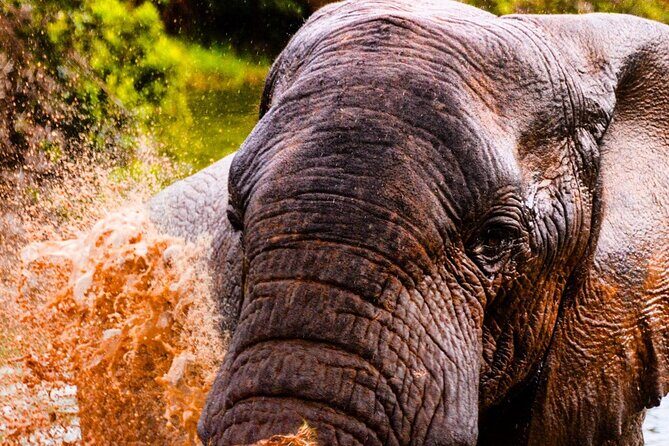 Schotia open vehicle safari game drive maximum 10 pax - Who This Safari Fits Best (And Who Might Want Another Plan)
