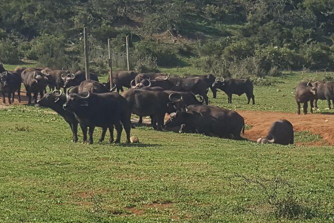 Schotia open vehicle safari game drive maximum 10 pax - Port Elizabeth Morning Pickup: Plan Around A 6:00 am Start