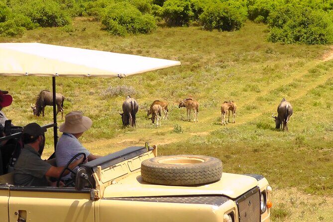 Schotia Private Game African Safari Guided Tour - Key Highlights Worth Noting