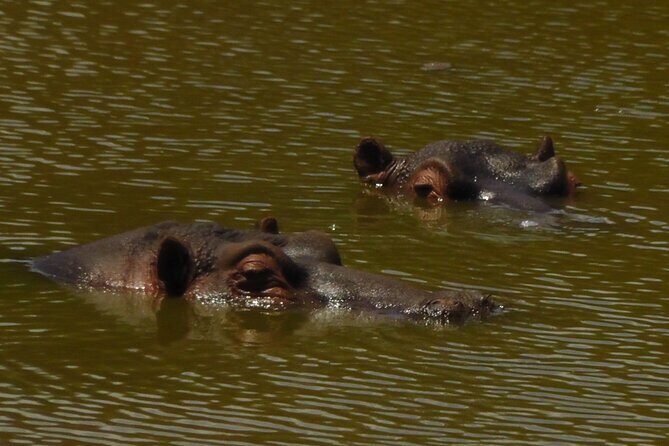 Schotia Private Game African Safari Guided Tour - 4x4 open-vehicle safari: what you gain (and what to prepare for)