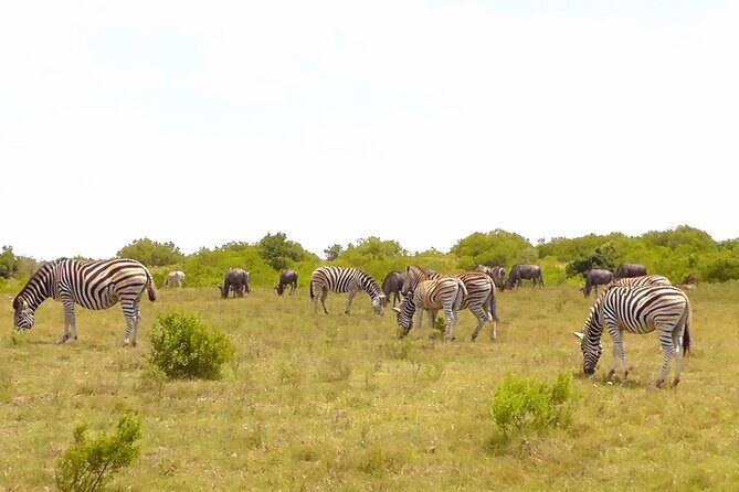 Schotia Private Game African Safari Guided Tour - Wildlife viewing value: why Schotia is worth the time