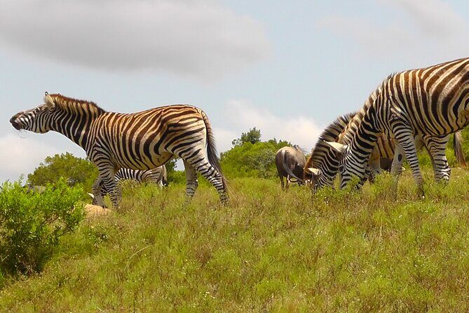 Schotia Private Game African Safari Guided Tour - Group size, private requests, and family pace