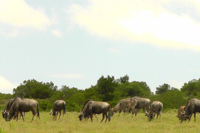 Schotia Private Game African Safari Guided Tour - Price and value: what $228 per person is really covering