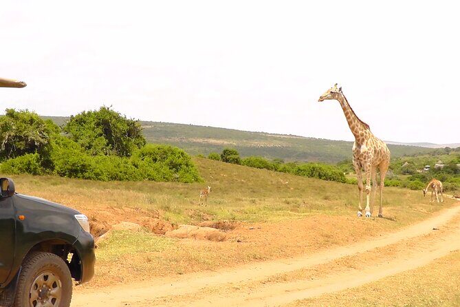 Schotia Private Game African Safari Guided Tour - What to bring for a smooth safari day in an open vehicle
