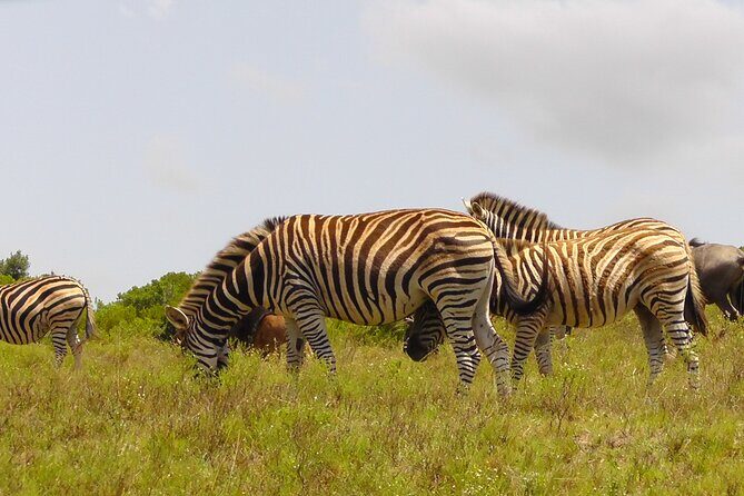 Schotia Private Game African Safari Guided Tour - The Tooth and Claw plan: your 6-hour day with a focused 4-hour drive