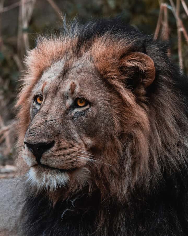 Schotia Private Game Reserve Safari - Schotia Safari: why this 5-hour trip feels worth it