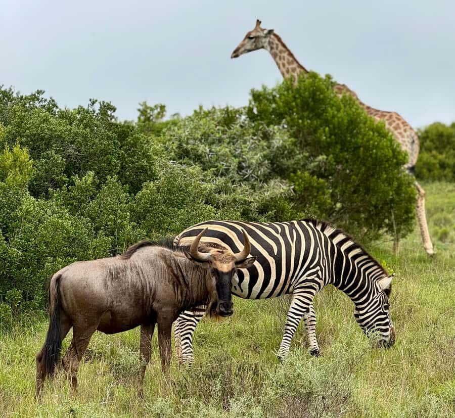 Schotia Private Game Reserve Safari - Landscapes inside Schotia: savannah, forests, and waterholes that concentrate wildlife