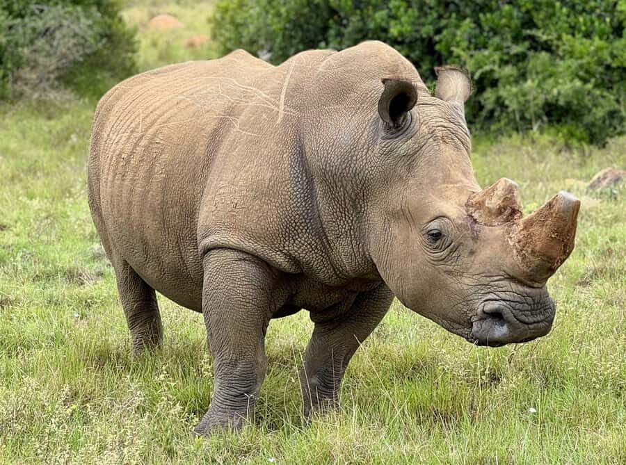 Schotia Private Game Reserve Safari - Conservation at the center: what the habitat restoration angle means for you