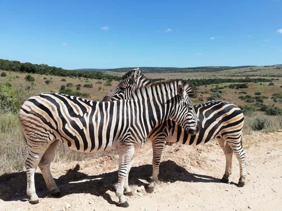 Schotia Private Game Reserve Safari - Getting there from Port Elizabeth: quick transfer, real safari time