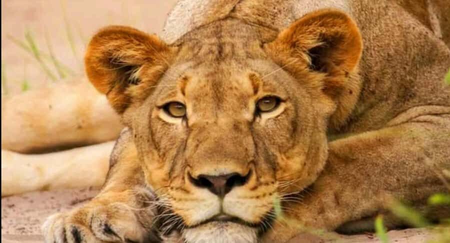 Schotia Safaris: Best Wildlife Encounters in Port Elizabeth - From Ship to Safari: Port Elizabeth Pickup and What It Feels Like